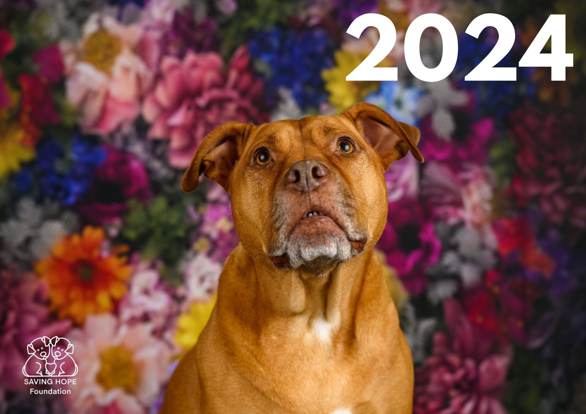 2024 Adopted Dogs Calendar SavingHopeFoundation NZ Shop   1 